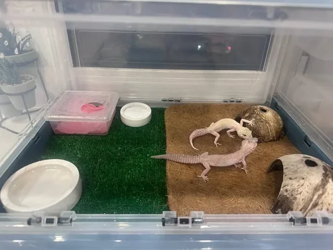 Продам двух ящериц с террариумом и аксессуарами - Рептилии в Владивосток