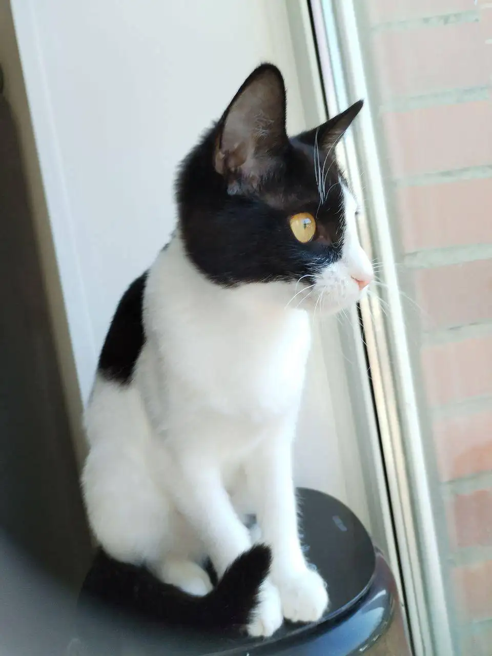 Кошка Лизочка ищет новый дом или передержку - Кошки (Животные) в Владивосток