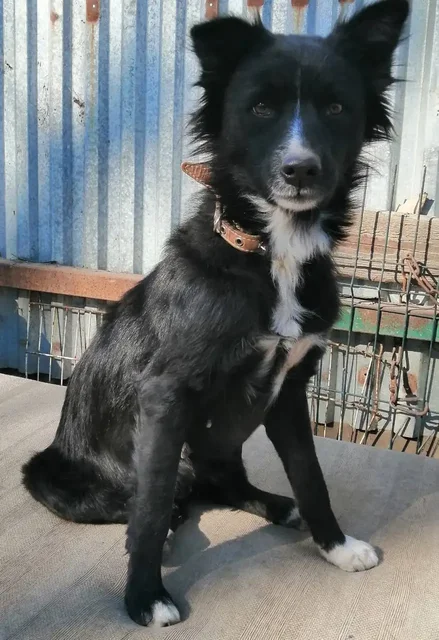 Собака Жуля для усыновления - частное объявление в Фокино