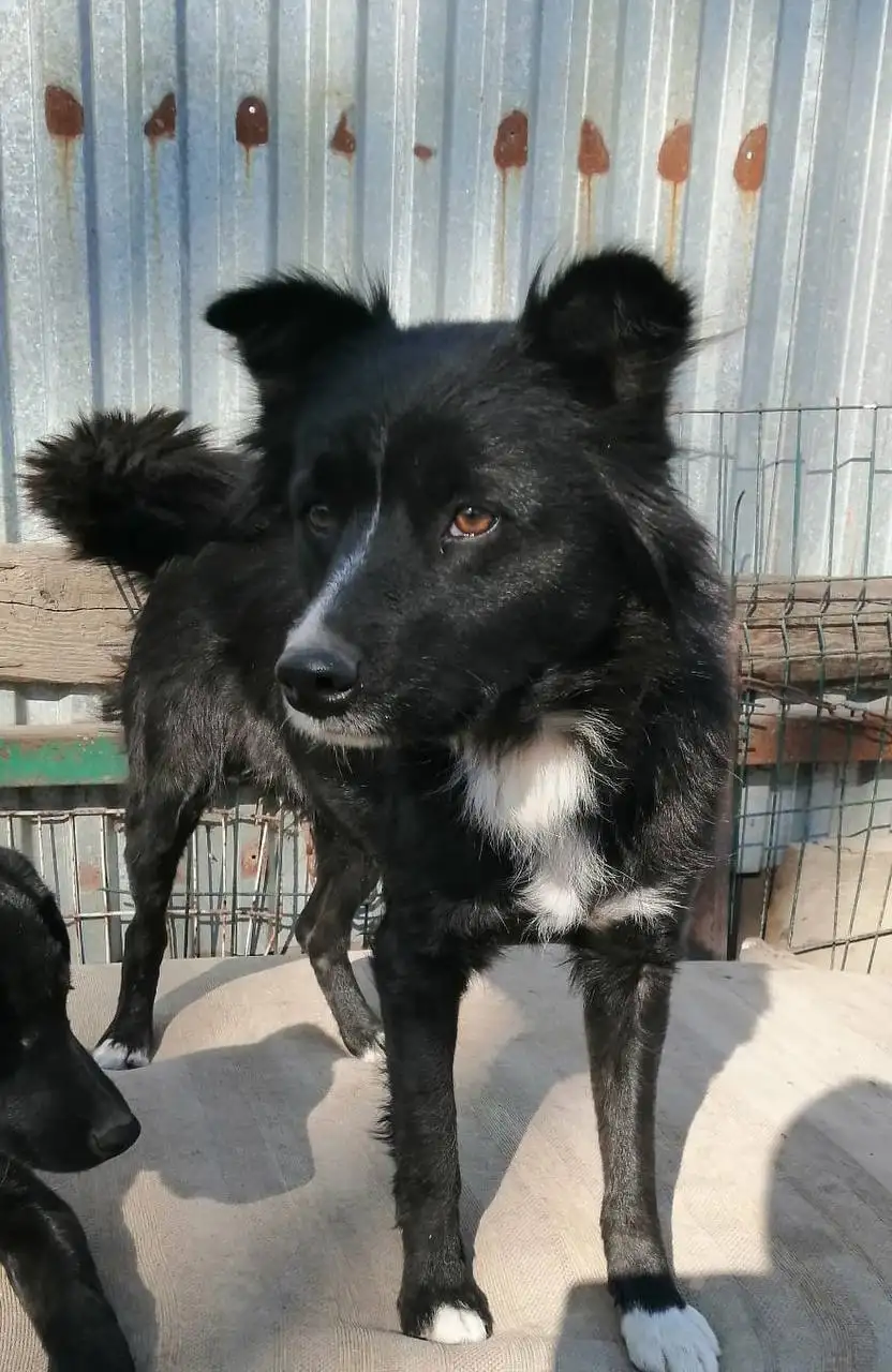 Собака Жуля для усыновления - Собаки (Животные) в Фокино