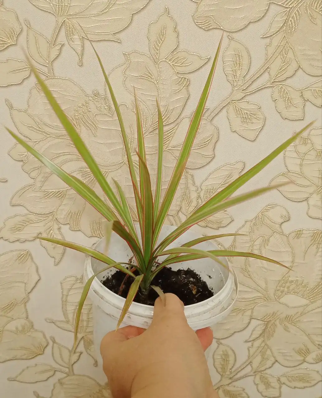 Драцена двух видов на выбор - Комнатные растения (Хобби и отдых) в Владивосток