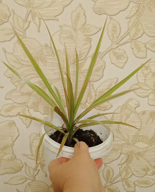 Драцена двух видов на выбор - Коньки в Владивосток