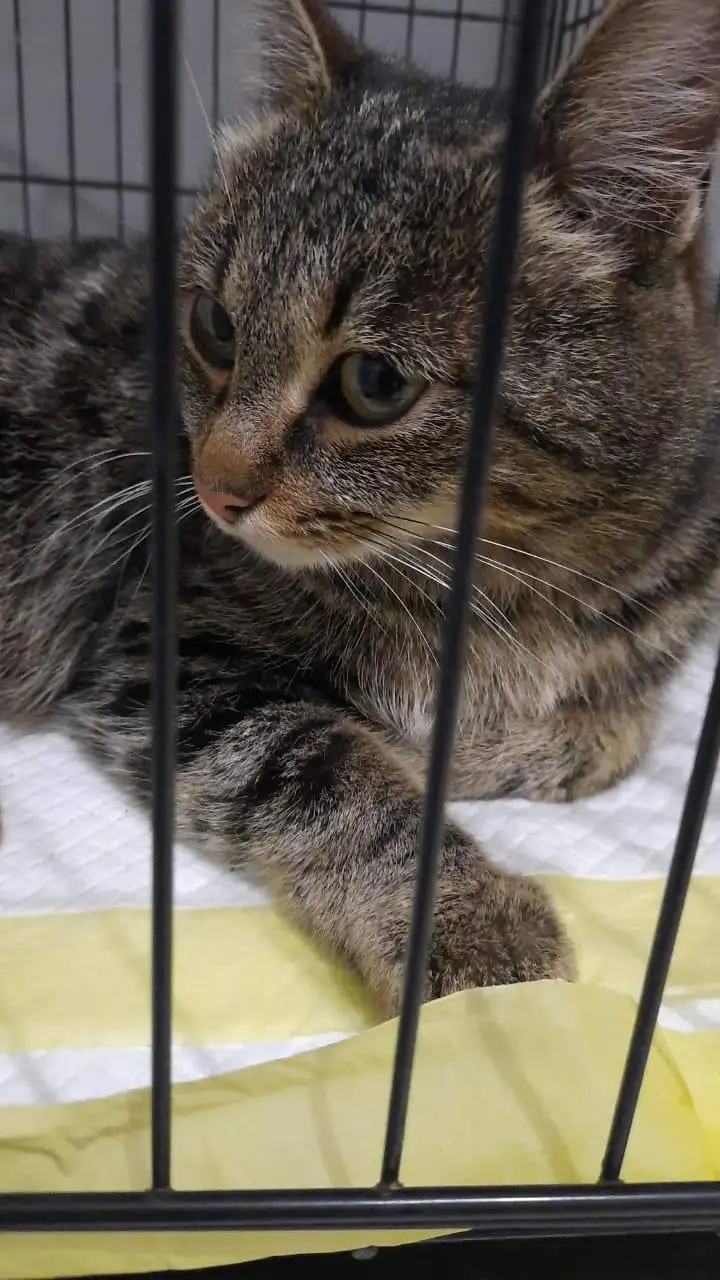 Кошечка Лола ищет дом - Кошки (Животные) в Владивосток