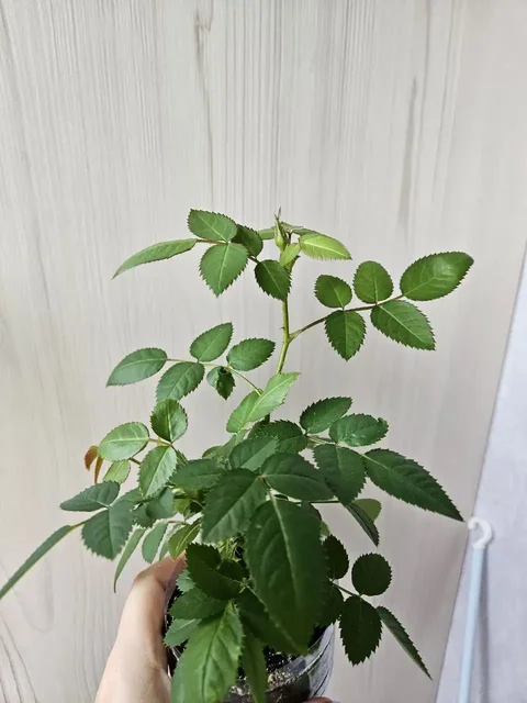 Домашние растения: розы, алоэ вера, замиокулькас - Коньки в Владивосток