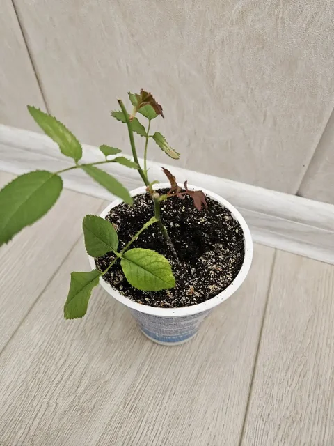 Продажа комнатных растений - Коньки в Владивосток