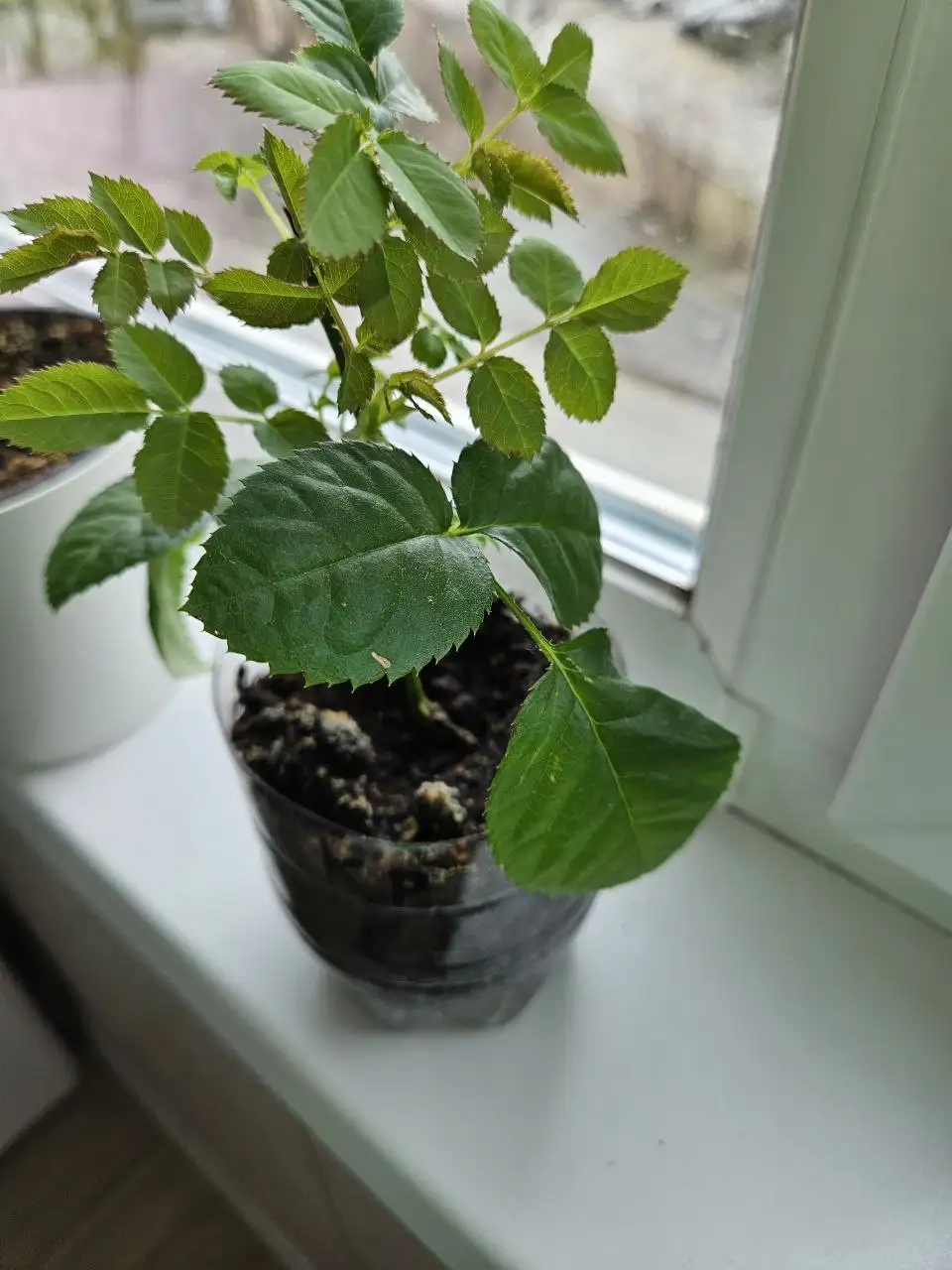 Продажа комнатных растений - Комнатные растения (Хобби и отдых) в Владивосток