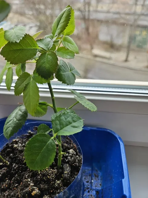 Продажа комнатных растений - Коньки в Владивосток