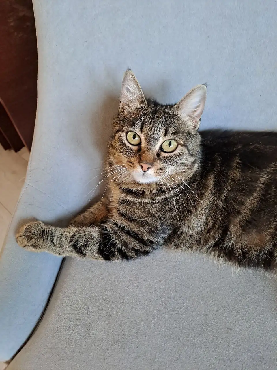 Молоденькая кошечка ищет дом во Владивостоке - Кошки (Животные) в Владивосток