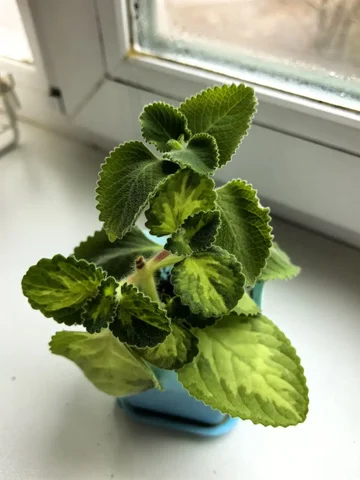 Плектрантус домашняя мята в горшке два вида - Микрофоны в Владивосток