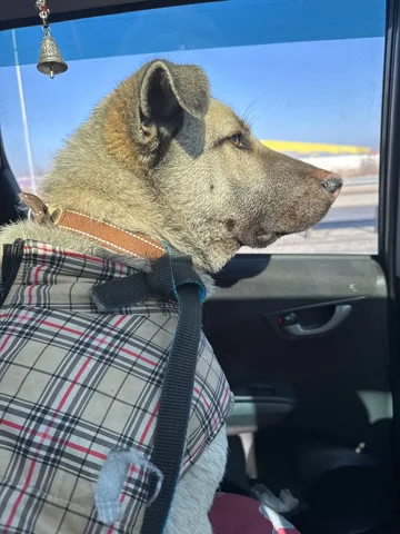 Ищу добрые руки для собаки Люси - Грызуны в Владивосток
