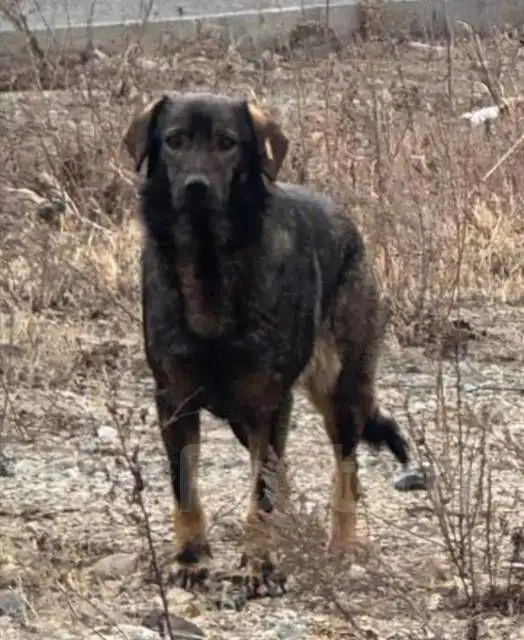 Потерянная собака после отлова с биркой - Собаки (Животные) в Владивосток