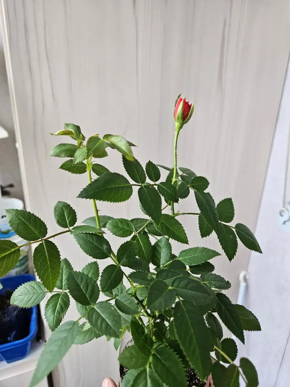 Продажа комнатных растений - Растения (Хобби и отдых) в Владивосток