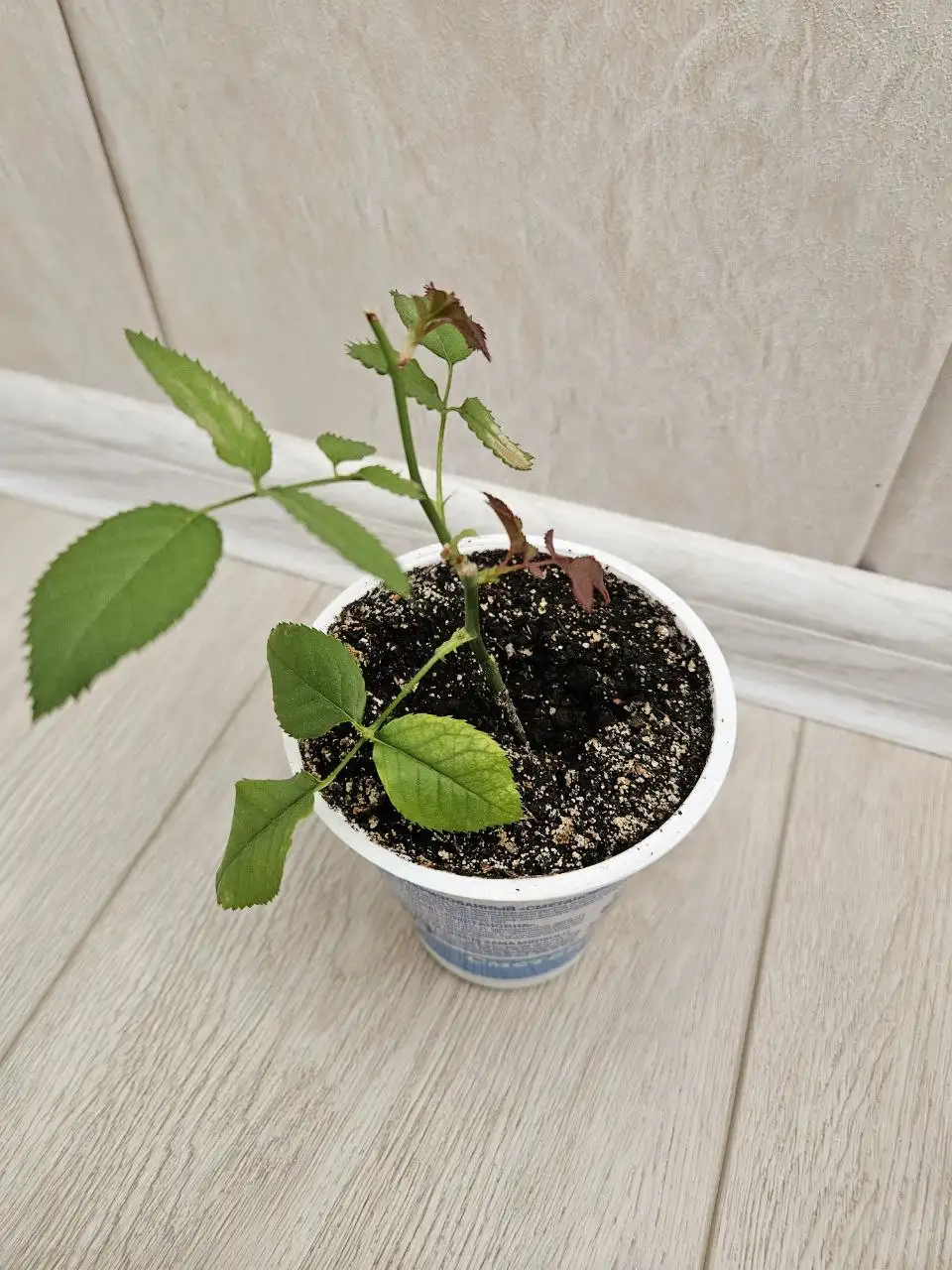 Продажа комнатных растений - Растения (Хобби и отдых) в Владивосток