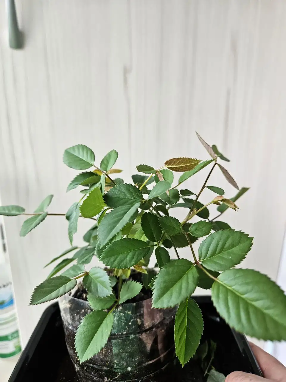 Продажа комнатных растений - Растения (Хобби и отдых) в Владивосток