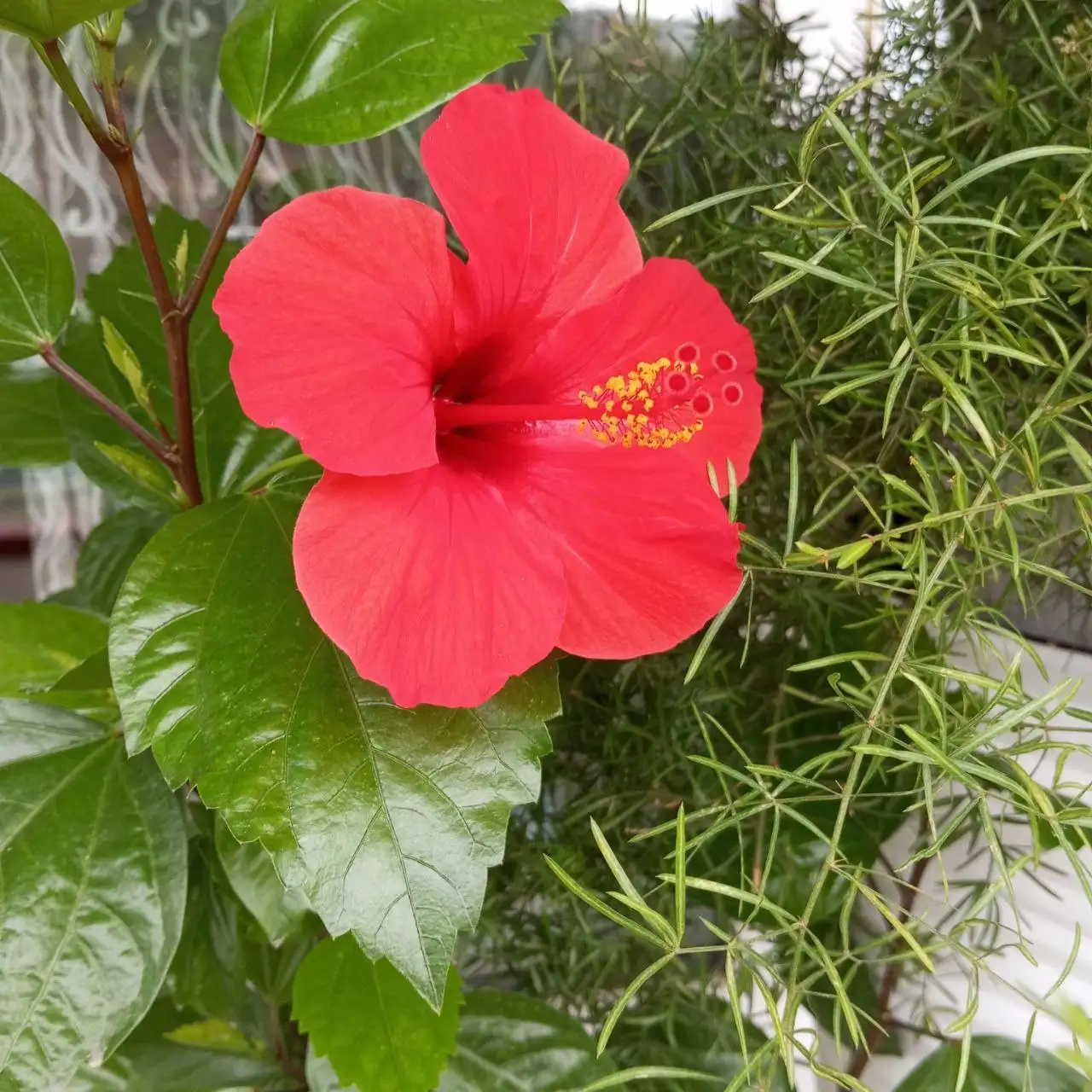 Продам укоренённый черенок гибискуса - Растения (Хобби и отдых) в Владивосток