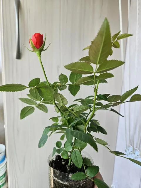 Продажа комнатных растений во Владивостоке - Кондиционеры в Владивосток