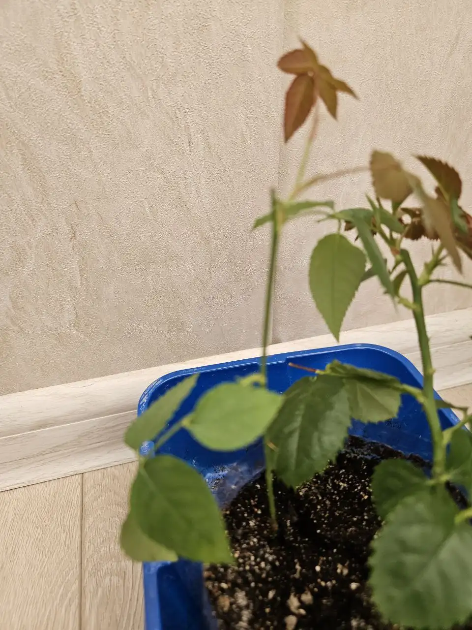 Продажа комнатных растений во Владивостоке - Растения (Барахолка) в Владивосток