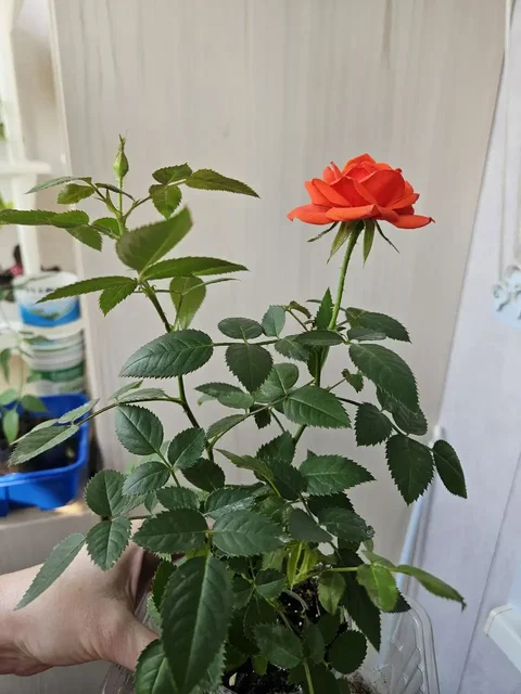 Продажа комнатных растений - Зимний спорт в Владивосток