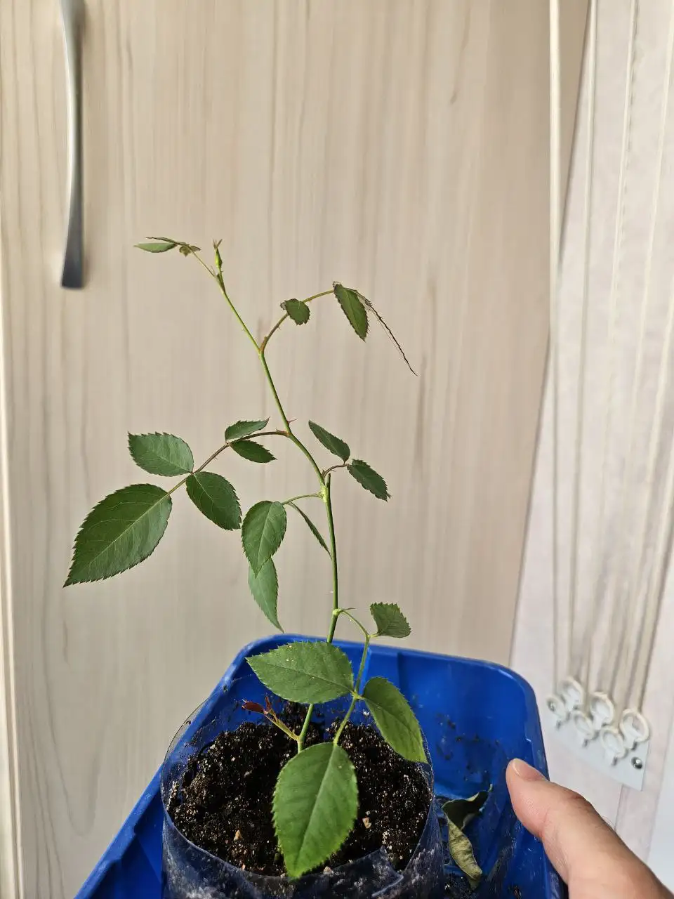 Продажа комнатных растений - Комнатные растения (Хобби и отдых) в Владивосток