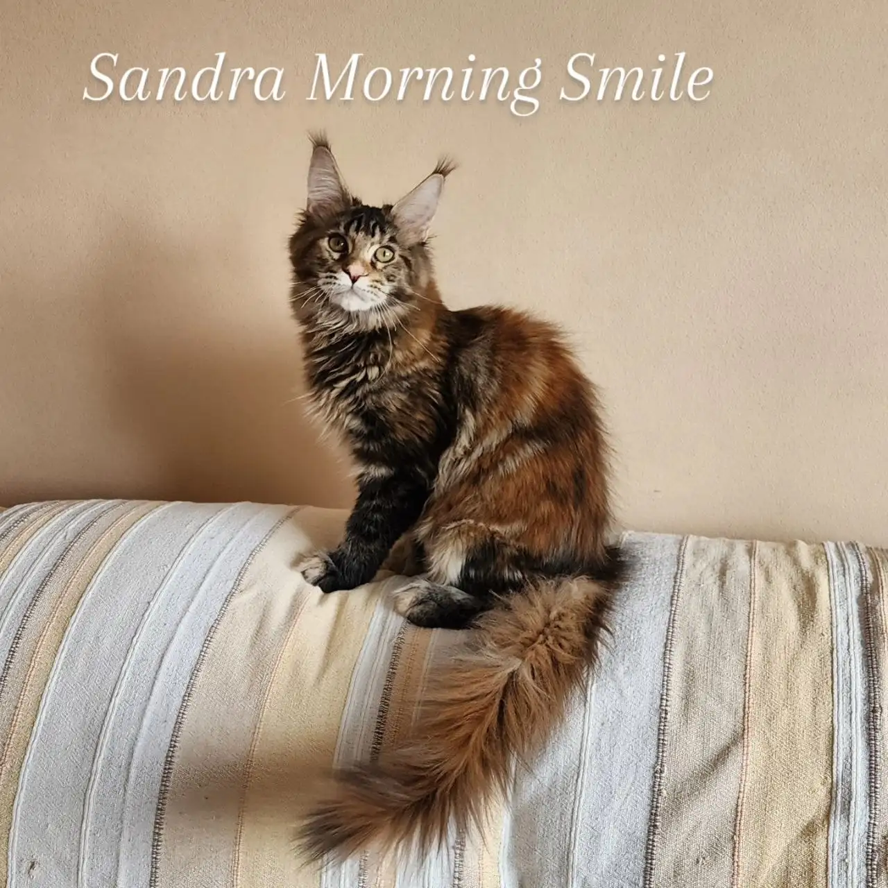 Чистопородный котёнок мейн-куна черепахового окраса - Кошки (Животные) в Владивосток