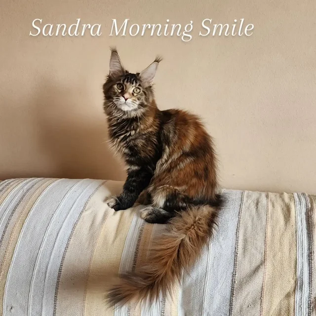 Чистопородный котёнок мейн-куна черепахового окраса - Экзотические животные в Владивосток