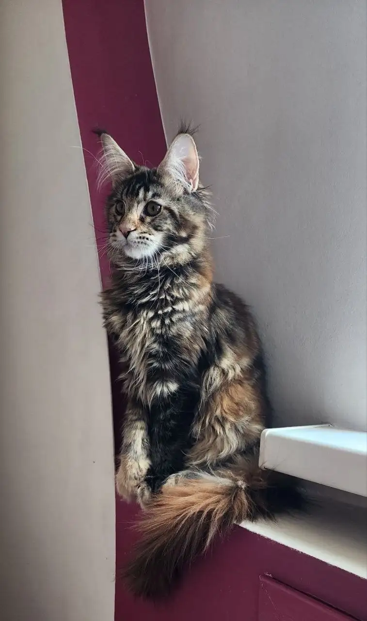 Чистопородный котёнок мейн-куна черепахового окраса - Кошки (Животные) в Владивосток