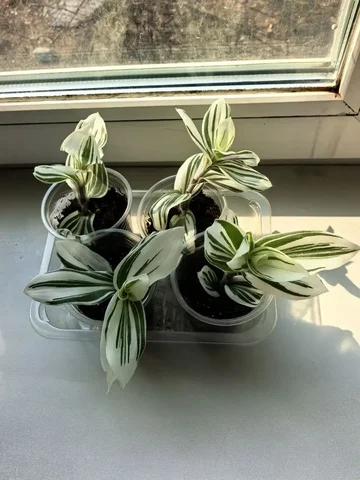 Традесканция во Владивостоке - Чайная атрибутика в Владивосток