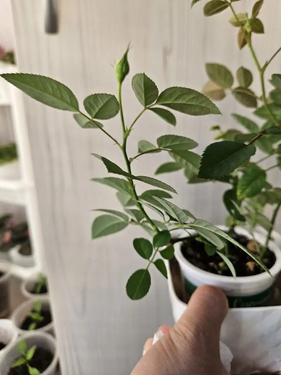 Домашние растения: роза, алоэ-вера, замиокулькас - Растения (Хобби и отдых) в Владивосток