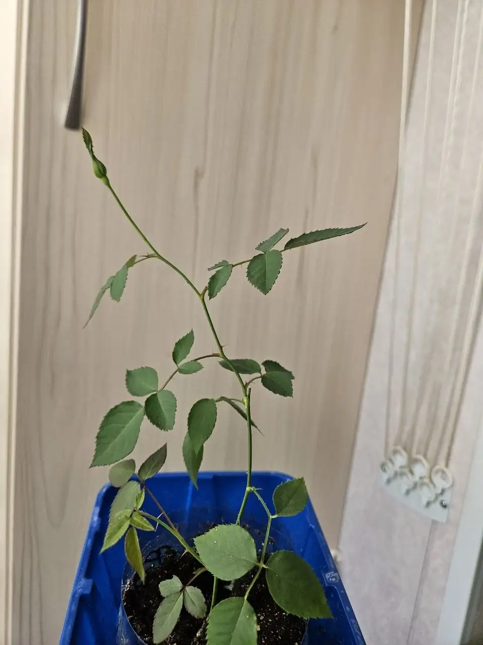 Домашние растения: роза, алоэ-вера, замиокулькас - Растения (Хобби и отдых) в Владивосток