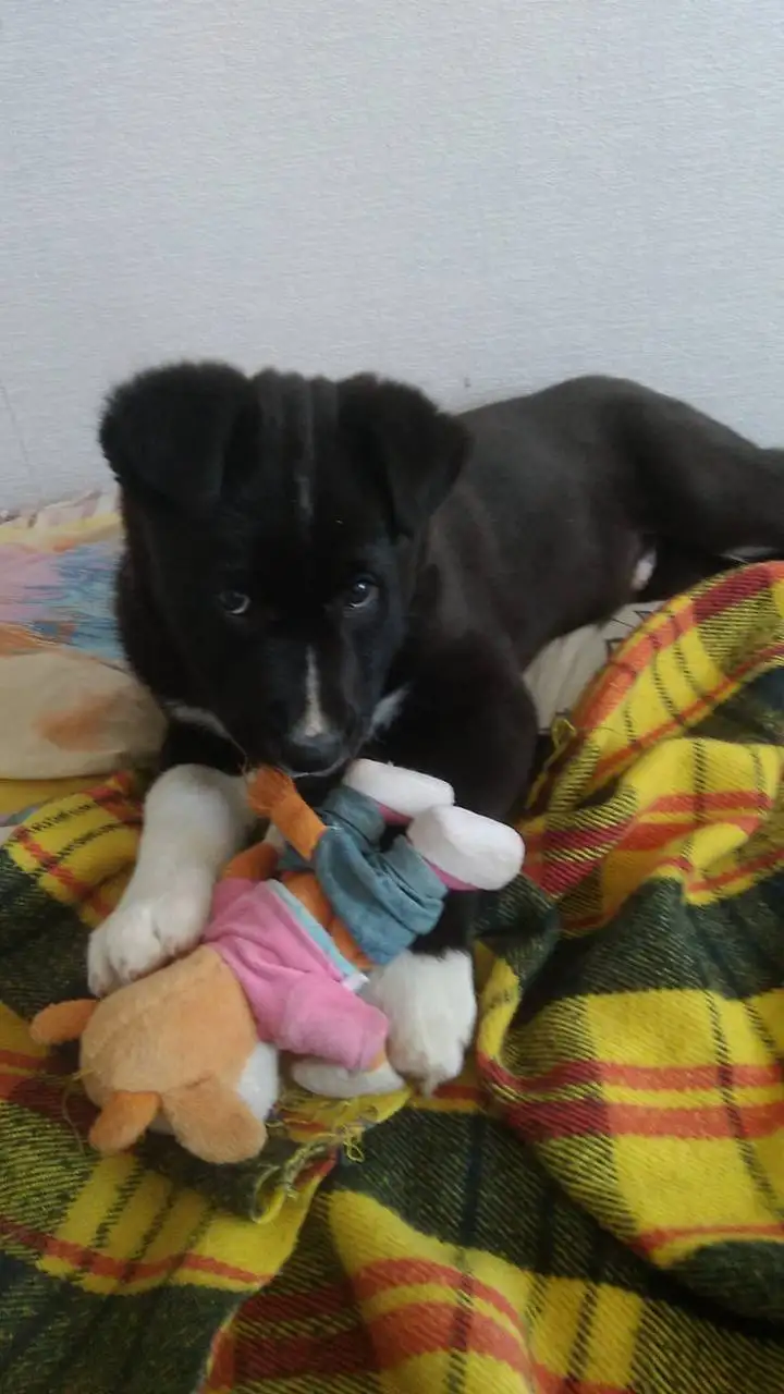 Щенок для ответственных хозяев во Владивостоке - Собаки (Животные) в Владивосток