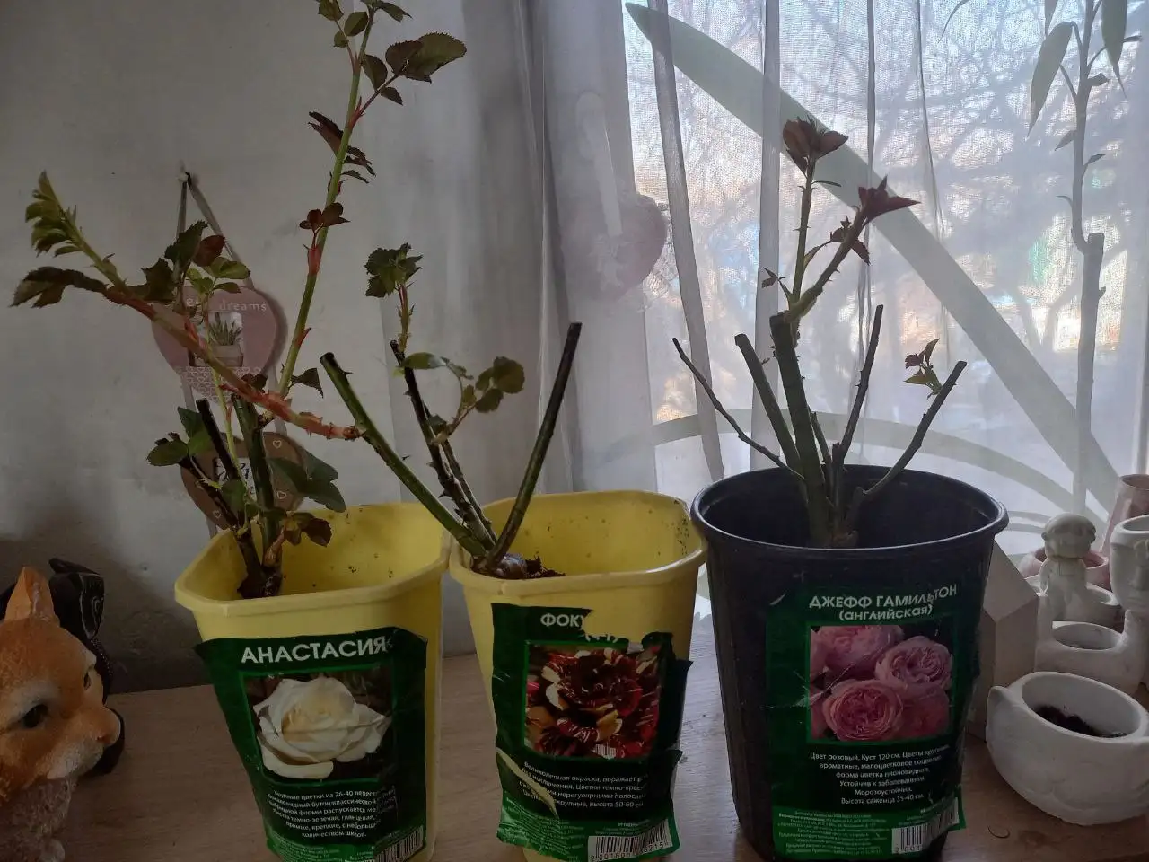Саженцы роз в горшках - Растения (Хобби и отдых) в Владивосток