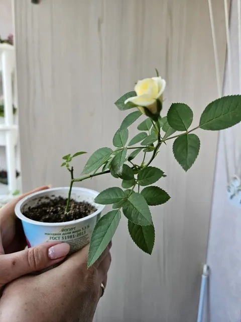 Продажа комнатных растений - Садовая мебель в Владивосток