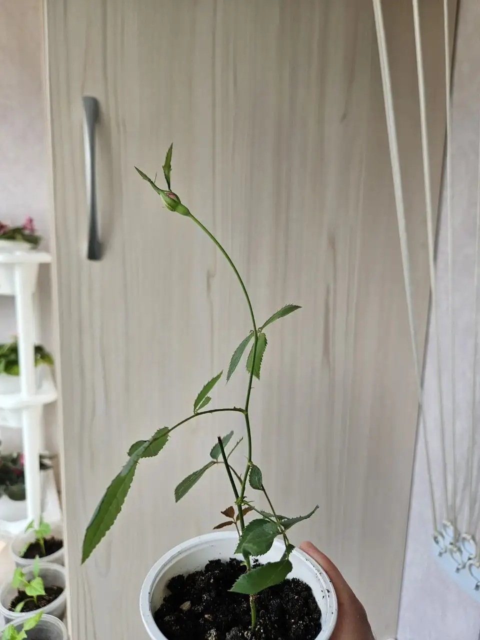 Продажа комнатных растений - Комнатные растения (Для дома и дачи) в Владивосток