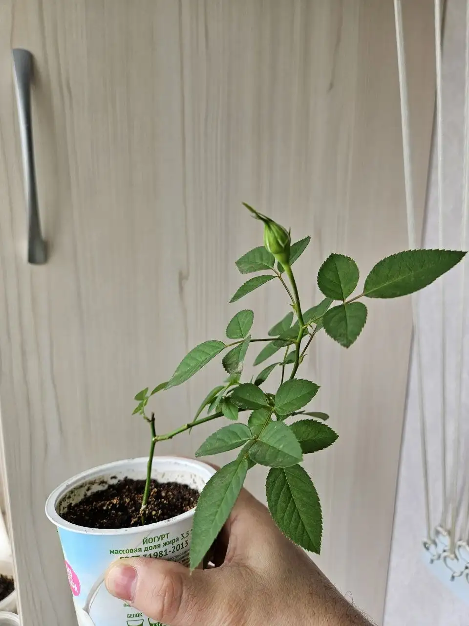 Продажа комнатных растений - Комнатные растения (Для дома и дачи) в Владивосток