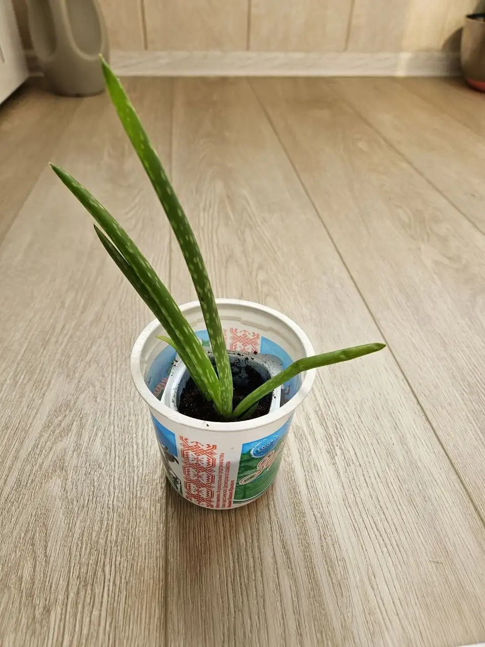 Продажа комнатных растений - Комнатные растения (Для дома и дачи) в Владивосток