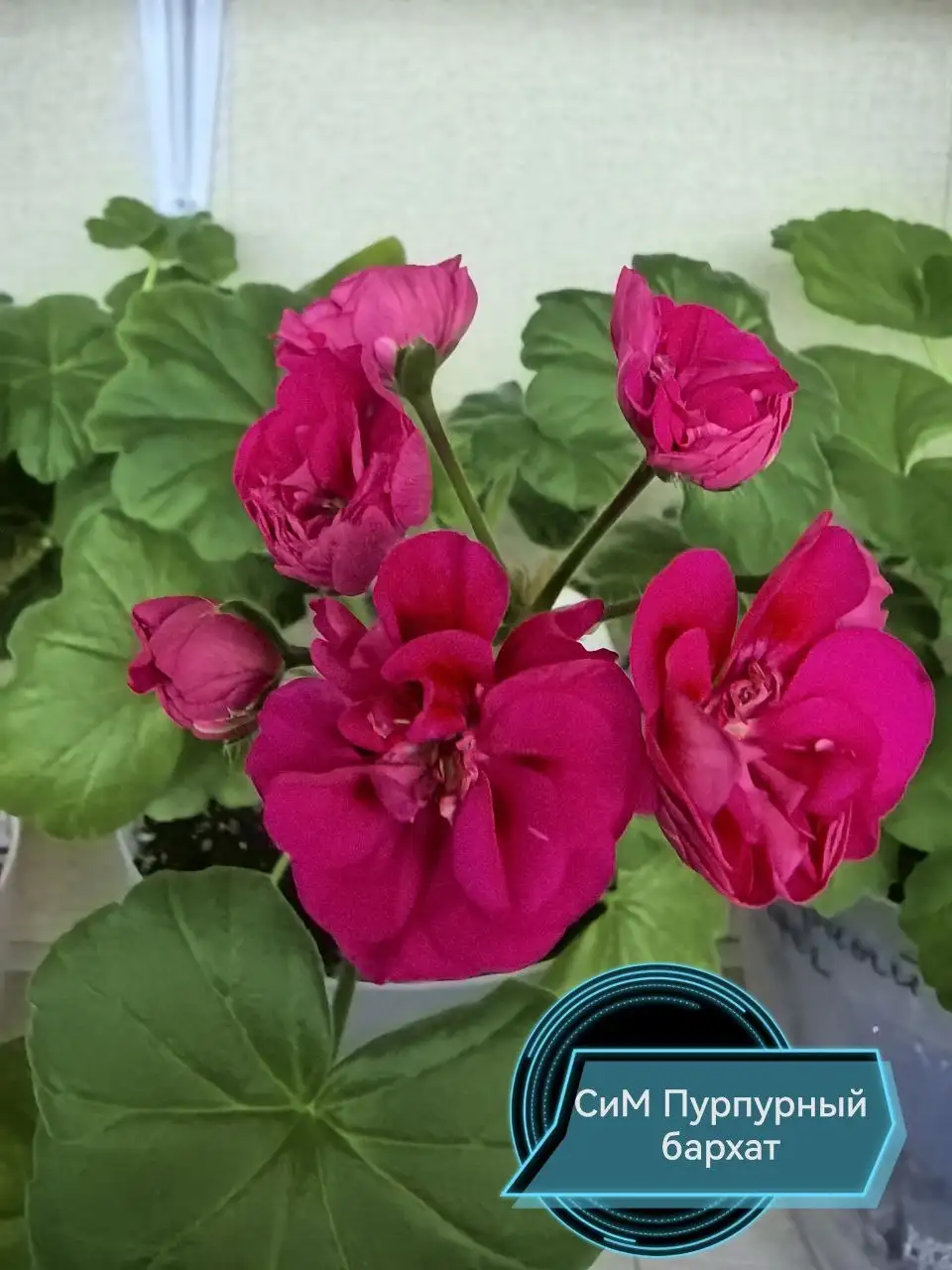 Укоренённый черенок пеларгонии - Растения (Хобби и отдых) в Владивосток