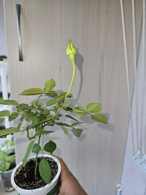 Продажа комнатных растений - Инструменты в Владивосток