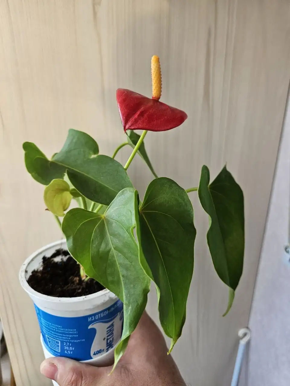 Продажа комнатных растений - Растения (Барахолка) в Владивосток