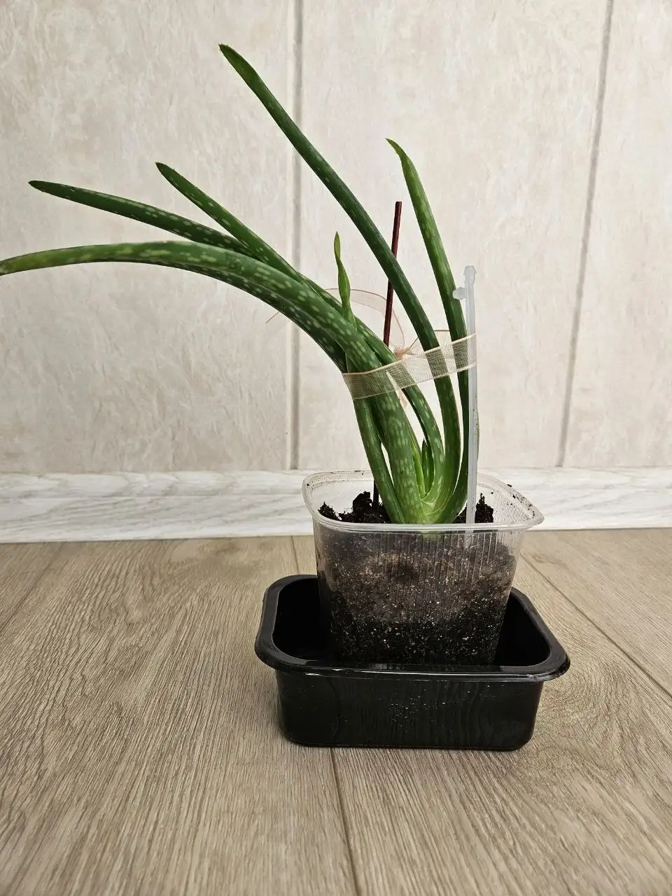 Продажа комнатных растений - Растения (Барахолка) в Владивосток