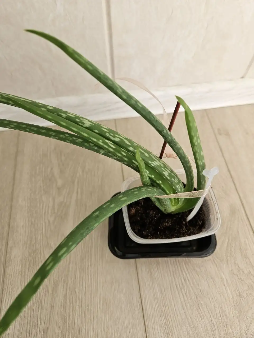 Продажа комнатных растений - Растения (Барахолка) в Владивосток