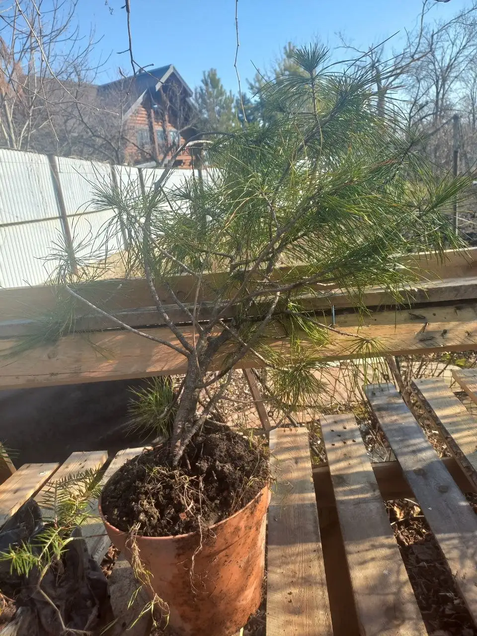 Саженцы хвойных - Растения (Хобби и отдых) в Владивосток