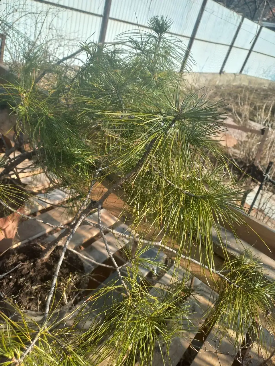 Саженцы хвойных - Растения (Хобби и отдых) в Владивосток
