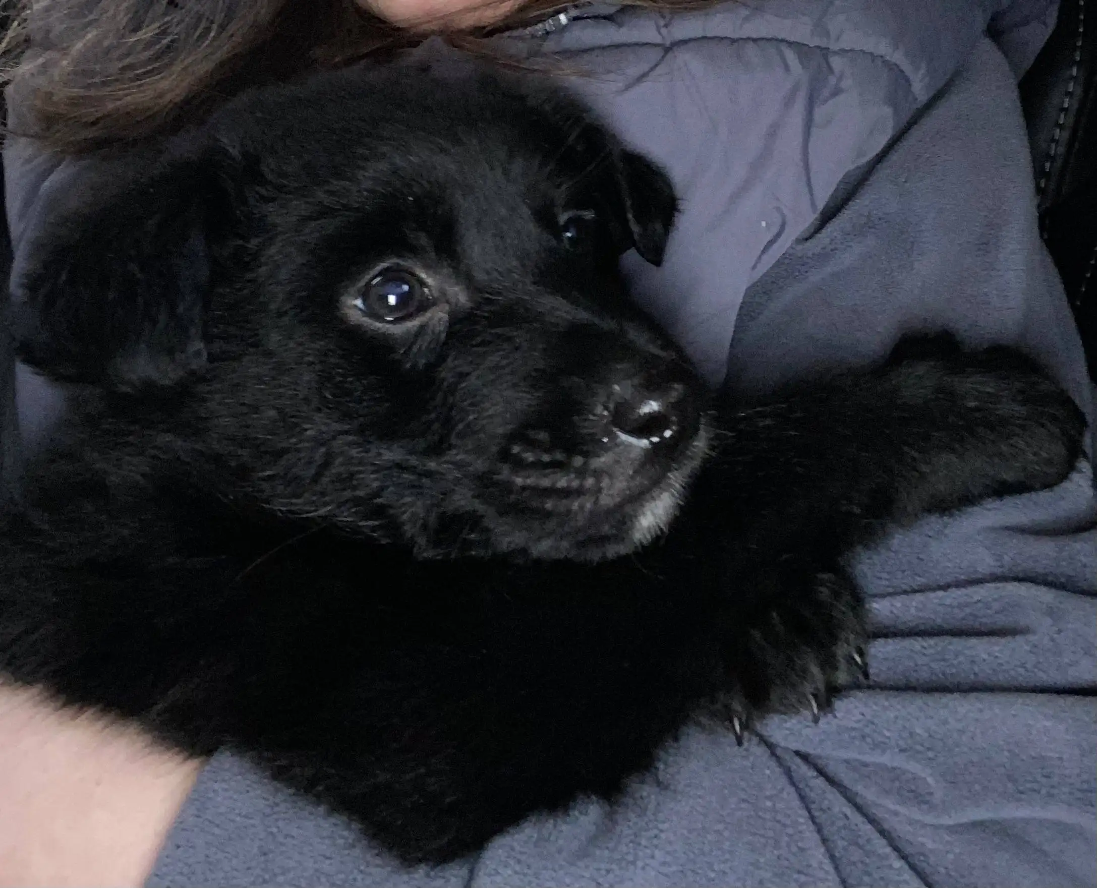 Щенок метиса Схипперки ищет хозяина - Собаки (Животные) в Владивосток