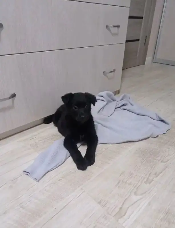 Щенок метиса Схипперки ищет хозяина - Собаки (Животные) в Владивосток