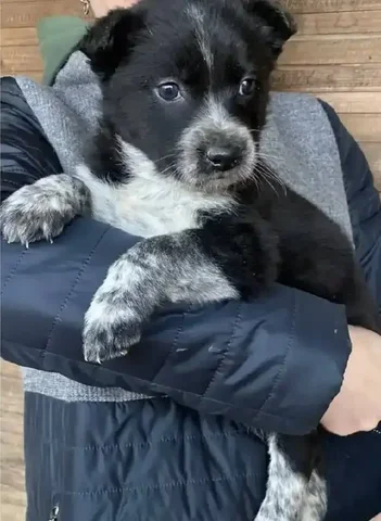 Щенок для ответственного хозяина - Собаки в Владивосток