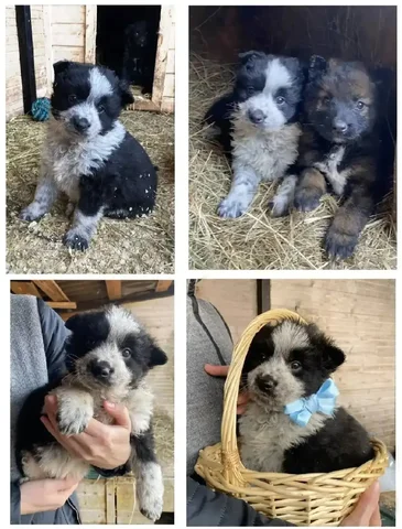 Щенок 2 месяца ищет хозяина - Собаки в Владивосток