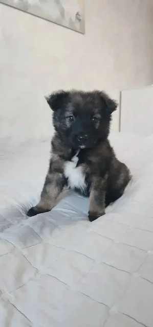 Щенок для ответственного хозяина - Собаки в Владивосток