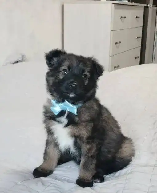 Щенок для ответственного хозяина - Собаки (Животные) в Владивосток