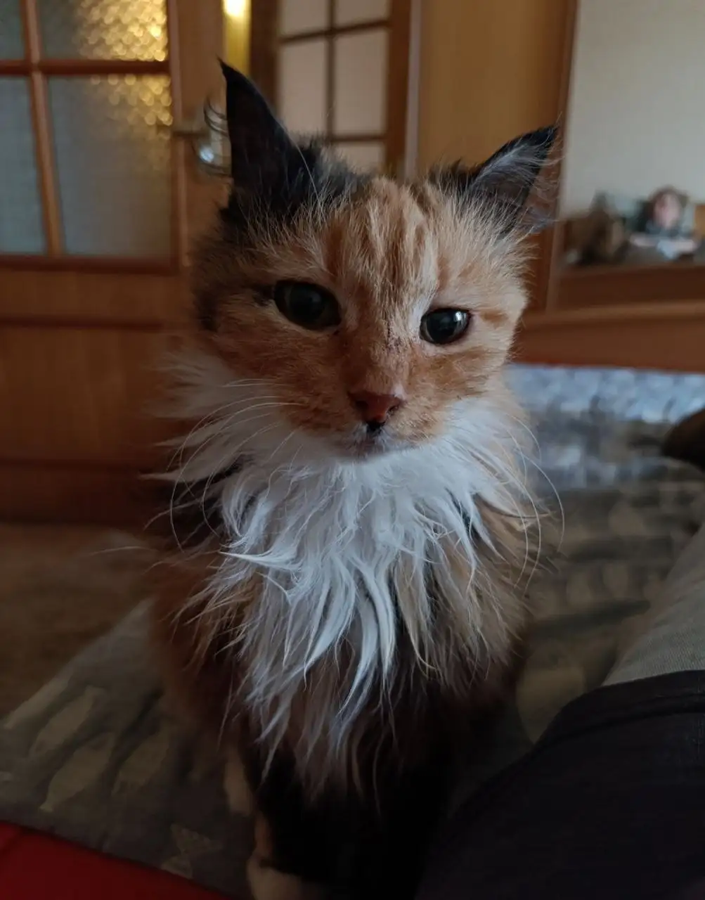 Трехцветная кошка спасена с улицы ищет дом - Кошки (Животные) в Владивосток