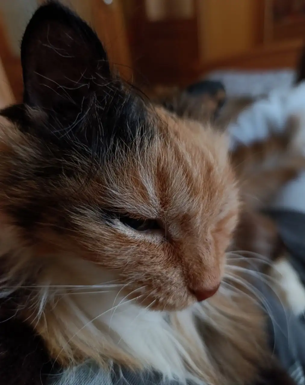 Трехцветная кошка спасена с улицы ищет дом - Кошки (Животные) в Владивосток